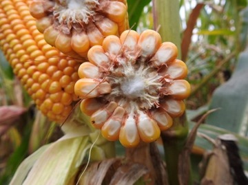 Семена кукурузы SM Ameca FAO 260 50 тыс. семян высокорослые растения