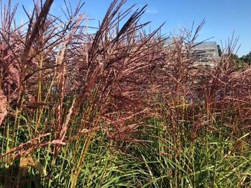 Miskant chiński FERNER OSTEN Miscanthus sinensis CZERWONE KWIATOSTANY