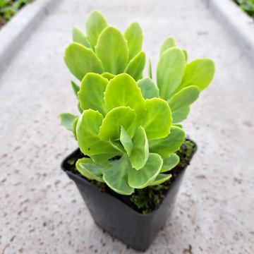 Седум Spectacular Pink Brillant Sedum Spectabile Многолетние растения