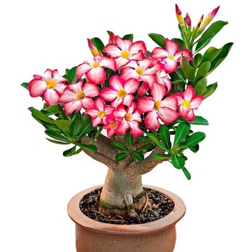 ADENIUM RÓŻA PUSTYNI Adenium Obesum ADENIUM OPASŁE