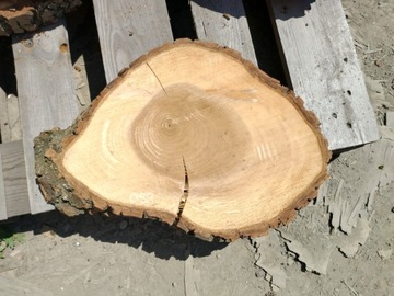 Срез грецкого ореха после высыхания 42х30см Столешница