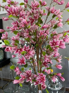Drzewo magnolia w donicy 180 cm różowe