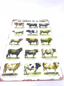 OBRAZ SZYLD BLASZANY FARM BAR LOFT KROWA BEEF COW