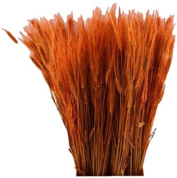 PSZENŻYTO POMARAŃCZOWE SUSZONE ZBOŻE KŁOSY PALMA