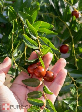 OLEJ JOJOBA 1l