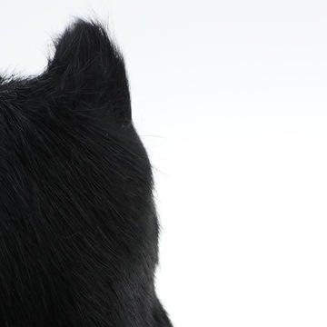 Моделирование животных Модель игрушки Фигурки Домашняя черная кошка