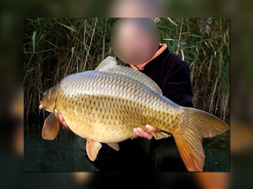 Prologic BAT-сигнализация