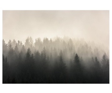 Fototapeta 368x254cm Lasy sosnowe Mglisty widok