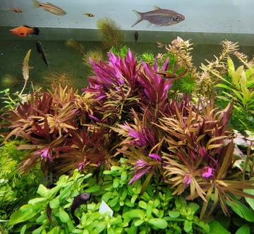 Roślina do akwarium Limnophila Aromatica piękna