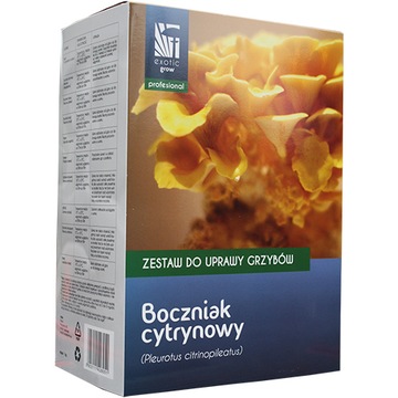 Boczniak cytrynowy zestaw do uprawy grzybów