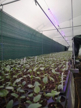 GROW LED 22W STRENGTH AND GROWTH лампа для выращивания растений