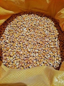 Зерно кукурузное фуражное продовольственное 25 кг