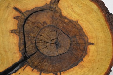 Большой выбор ломтиков каштана для смол 40х36гр5см