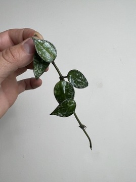 Hoya krohniana splash | Sadzonka rośliny