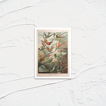 Карта Графика Фильм Польский Постер Школьный Микс Лю