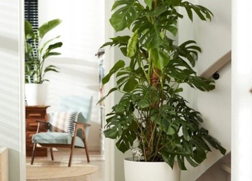 ПОДДЕРЖКА КОКОСОВЫЙ СТОЙКА 60 СМ ДЛЯ ЦВЕТОЧНОГО РАСТЕНИЯ «МОНСТР» 1 шт.