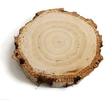 Plaster drewna brzoza gruba kora 10-12 / 2 cm krążek drewniany