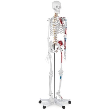 MODEL ANATOMICZNY SZKIELETU CZŁOWIEKA 1:1 + PLAKAT