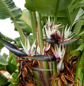 Strelitzia nicolai | RAJSKI PTAK | strelicja biała