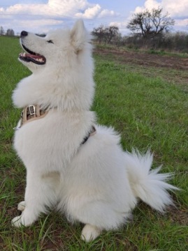Шлейка для крупных собак, регулируемая, GUARD, размер XL