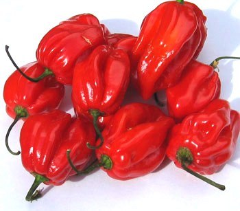 Papryka HABANERO - ostra nasiona