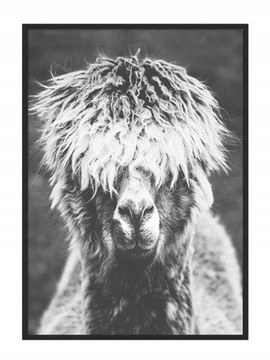 OBRAZ PLAKAT W RAMIE 53x73 cm Alpaka P922