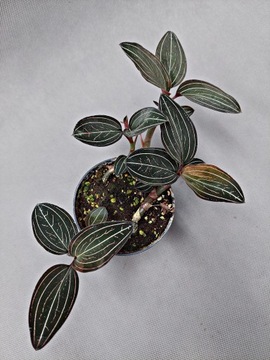 LUDISIA DISCOLOR Jewel Orchid