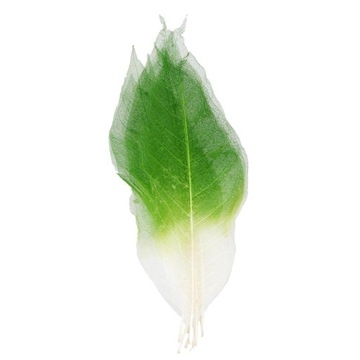 50x Naturalny szkielet calowy Liście magnolii Ozdoba rękodzielnicza w