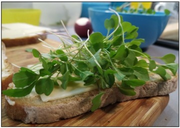 ЛЬНЯНОЙ КОВРИК для проращивания микрозелени