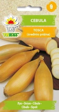 CEBULA TOSCA 2 g PODŁUŻNA ŻÓŁTA ŚREDNIO PÓŹNA ' TORAF