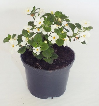 Bacopa - Sutera biała sadzonka