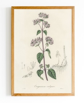 ИЗОБРАЖЕНИЕ Плакат А3 Ботаник Ботанические Растения