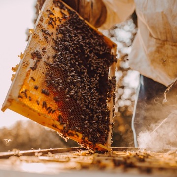Syrop proZucker Fructo+ pokarm dla pszczół wysokofruktozowy – 840kg