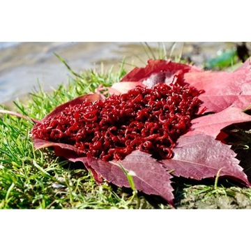 КОМБИНАЦИЯ ДЛЯ РЫБАЛКИ НА ЖИВОЙ КРЮЧОК 50Г