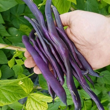 Fasola zwykła szparagowa tyczna Blauhilde 10g