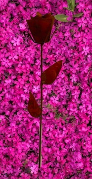 Стильная роза x2 Вечный день женской бабушки у нас есть лак для Дня святого Валентина