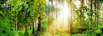 Fototapeta LAS DRZEWA SŁOŃCE 490x260 P01 F