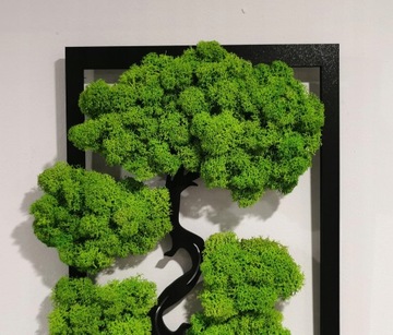 Дерево бонсай со мхом, красивый прямоугольный мох, 40х24.