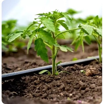 КАПЕЛЬНАЯ ЛИНИЯ КАПЕЛЬНЫЙ ШЛАНГ 16 33см 50м BRADAS