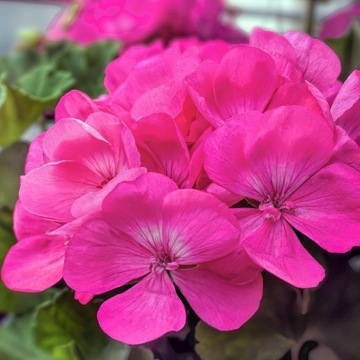 Pelargonia RÓŻOWA rabatowa nasiona