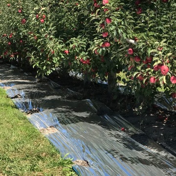 РАСТИТЕЛЬНАЯ СВЕТООТРАЖАЮЩАЯ ФОЛЬГА