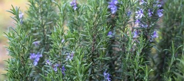 Sól do stóp Victoria Vynn przeciw opuchliźnie 1250 ml 1250 g