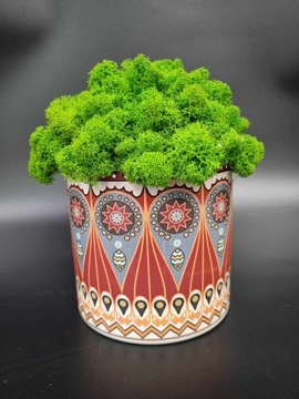 ЧЕРБО МОХ В ГОРШКЕ