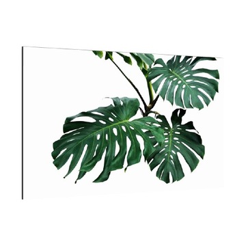 Obraz szklany ZIELONE LIŚCIE MONSTERA 60x40 Ozdoba
