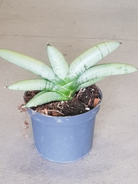 Sansevieria Platinum Boncellensis
