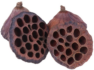 Цветок ЛОТОСА Сушеный Lotus DRIED XXL 10 шт.