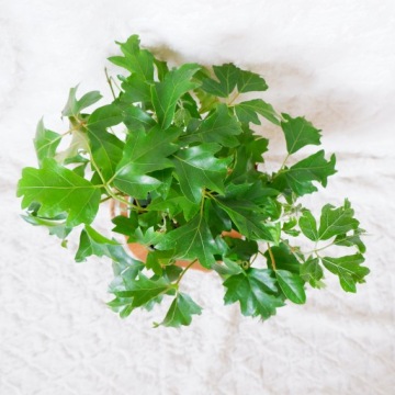 CISSUS ROMBOLISTNY ELLEN DANICA CISSUS, диаметр 13 см