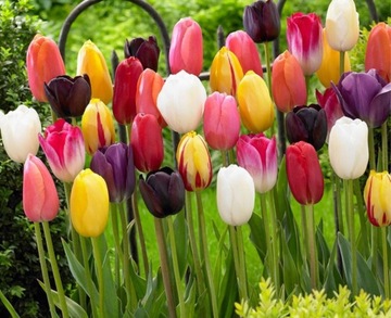 Tulipany długokwitnące zestaw 50szt cebul kolory