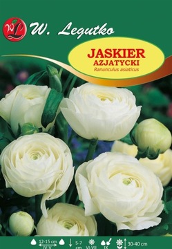 Ranunculus Jaskier azjatycki biały 10szt /L57