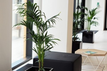 FERTILE ZIEMIA DO JUK PALM DRACEN FIKUSÓW ZIELISTKI ZAMIOKULKASA KROTONA 5L